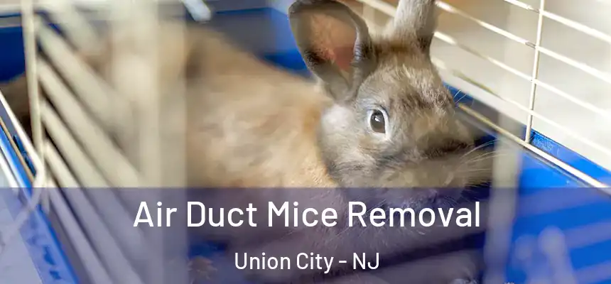 Air Duct Mice Removal Union City - NJ